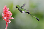 Lippupyrstökolibri, Andien vuoristosademetsässä, Ecuador. Copyright © Tarja Halonen 