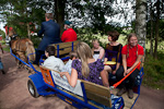             Presidentti Niinistö ohjasti puolisoa ja lapsia kuljettavia hevosvaunuja. Copyright © Tasavallan presidentin kanslia 