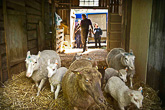 Uuhet ja karitsat säntäsivät innoissaan kesälaitumelle. Uuhilla on vielä otsassaan merkkiliitua, jotta hoitajien oli helpompi löytää oikeat maisemanhoitajat. Rintalan tilalla on kaikkiaan noin tuhat lammasta. Kuva: Riitta Salmi/Turun Sanomat