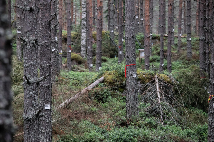Opiskelijat ovat käyneet läpi ja merkanneet metsäasemalla 4000 puuta. Kuva: Matti Porre/Tasavallan presidentin kanslia
