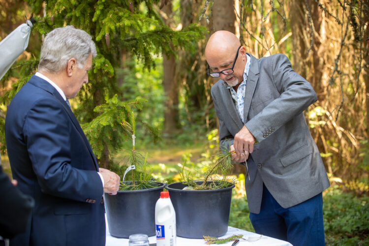 Juhani Pyykkö, ledande forskningstekniker vid Naturresursinstitutet, visade hur plantor ympas. Foto: Matti Porre/Republikens presidents kansli