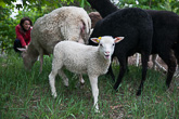 Mukana on yhteensä kuusi tänä keväänä syntynyttä karitsaa. Copyright © Tasavallan presidentin kanslia 