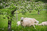 Kesälampaat laiduntavat hyötypuutarhassa omenapuita kasvavalla niityllä sekä kesantoalueella. Kuva: Riitta Salmi/Turun Sanomat